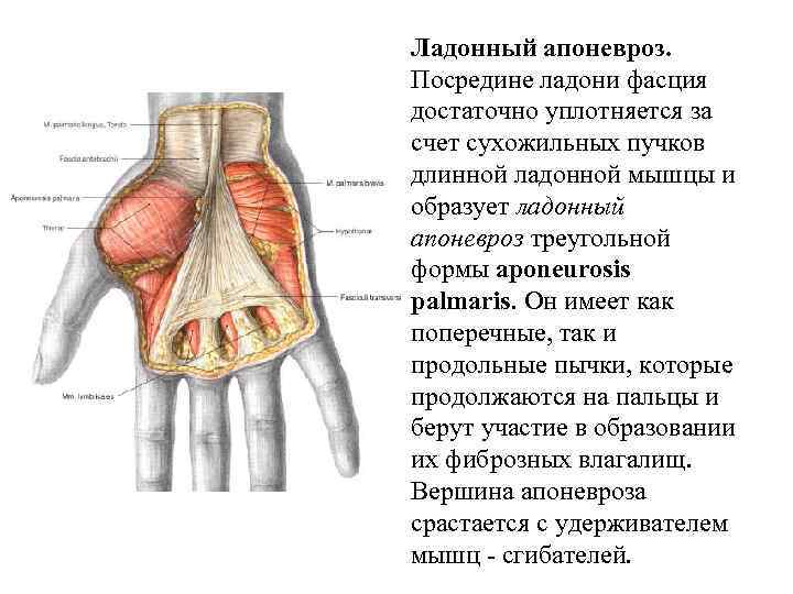 Ладонный апоневроз. Посредине ладони фасция достаточно уплотняется за счет сухожильных пучков длинной ладонной мышцы