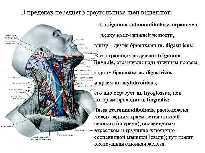 В пределах переднего треугольника шеи выделяют: 1. trigonum submandibulare, ограничен: верху краем нижней челюсти,