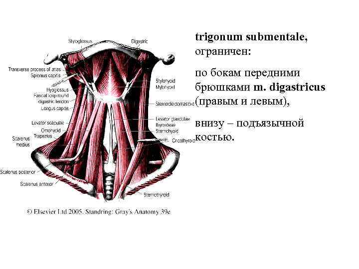 trigonum submentale, ограничен: по бокам передними брюшками m. digastricus (правым и левым), внизу –