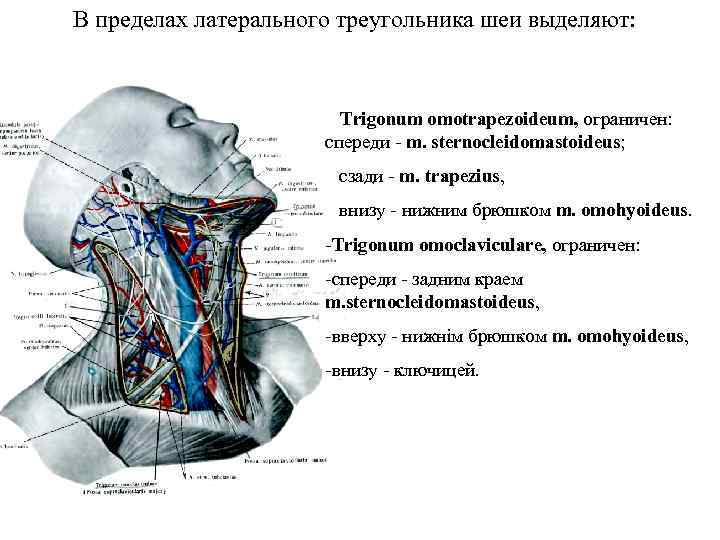 В пределах латерального треугольника шеи выделяют: Тrigonum omotrapezoideum, ограничен: спереди - m. sternocleidomastoideus; сзади