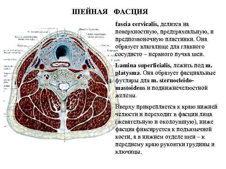 ШЕЙНАЯ ФАСЦИЯ fascia cervіcalis, делится на поверхностную, предтрахеальную, и предпозвоночную пластинки. Она образует влагалище