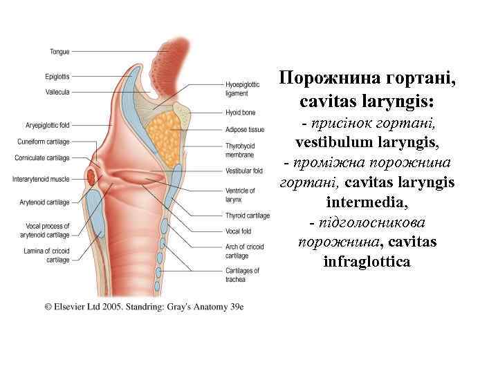 Порожнина гортанi, cavitas laryngis: присiнок гортанi, vestibulum laryngis, промiжна порожнина гортанi, cavitas laryngis intermedia,