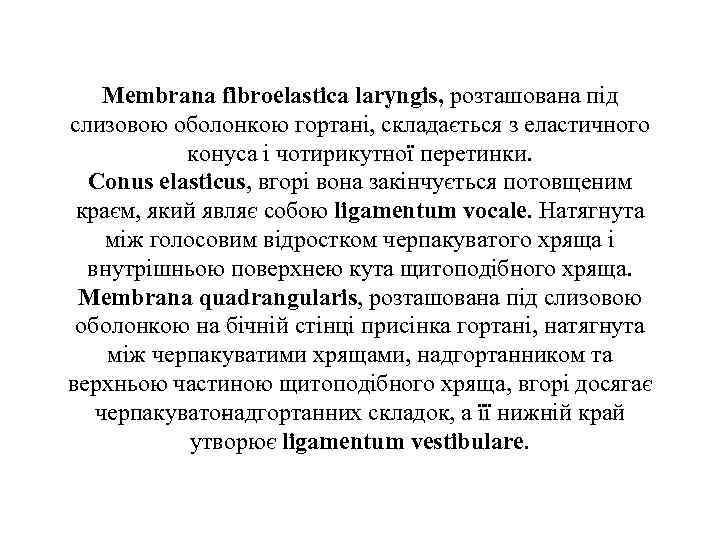 Membrana fibroelastica laryngis, розташована пiд слизовою оболонкою гортанi, складається з еластичного конуса i чотирикутної