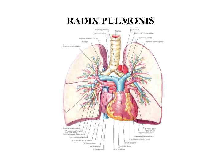 RADIX PULMONIS 