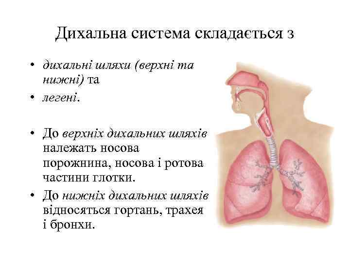 Дихальна система складається з • дихальнi шляхи (верхнi та нижнi) та • легенi. •