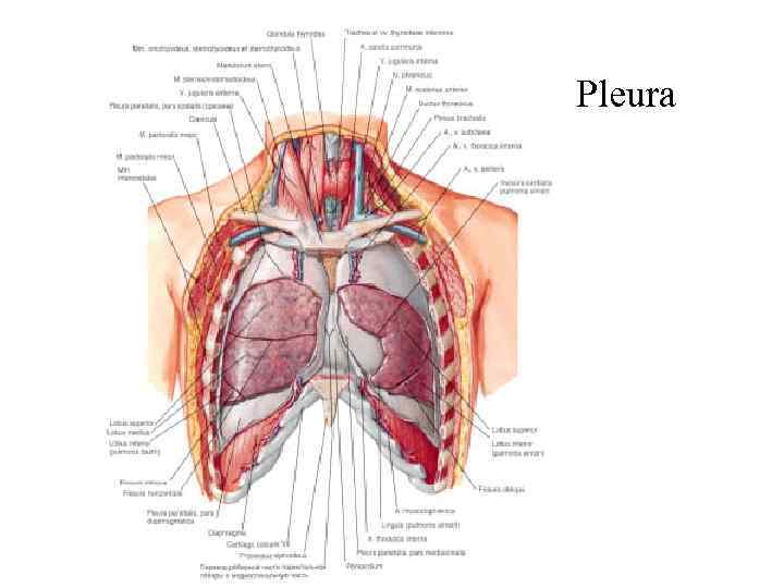 Pleura 