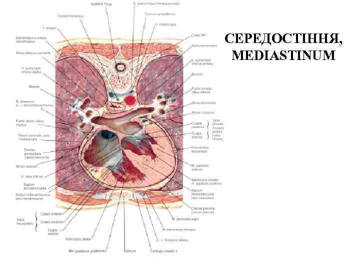 СЕРЕДОСТIННЯ, MEDIASTINUM 