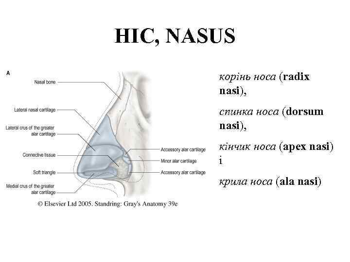 НIС, NASUS корiнь носа (radix nasi), спинкa носа (dorsum nasi), кiнчик носа (apex nasi)