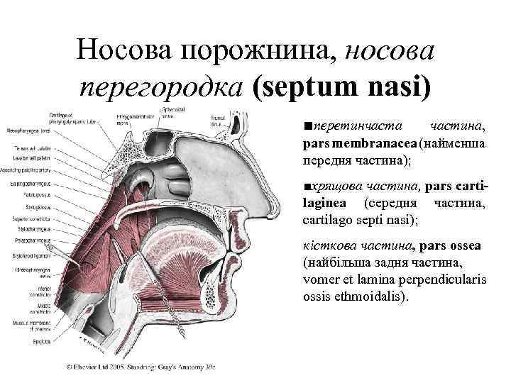 Носова порожнина, носова перегородка (septum nasi) ■перетинчастa частинa, pars membranacea (найменша передня частина); ■хрящовa