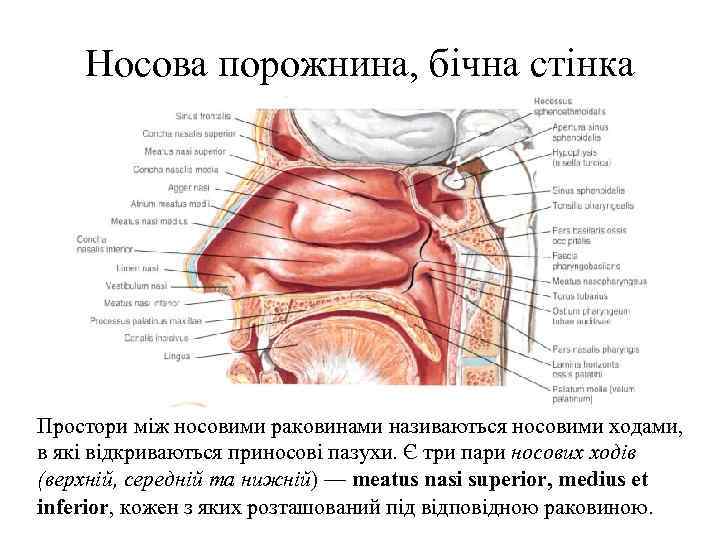 Стенки полости носа