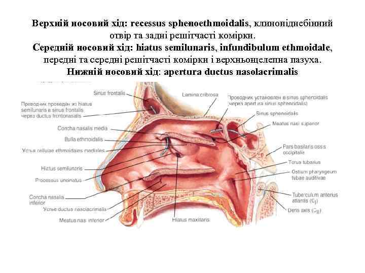 Верхнiй носовий хiд: recessus sphe oethmoidalis, клино iднебiнний n п отвiр та заднi решiтчастi