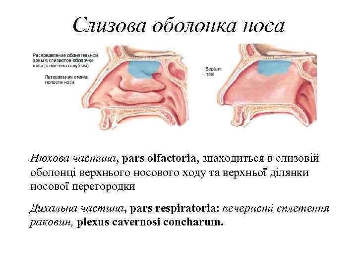 Слизова оболонка носа Нюхова частина, pars olfactoria, знаходиться в слизовiй оболонцi верхнього носового ходу