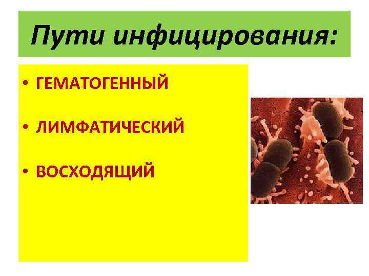 Пути инфицирования: • ГЕМАТОГЕННЫЙ • ЛИМФАТИЧЕСКИЙ • ВОСХОДЯЩИЙ 