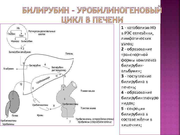 1 - катаболизм Hb в РЭС селезёнки, лимфатических узлов; 2 - образование транспортной формы