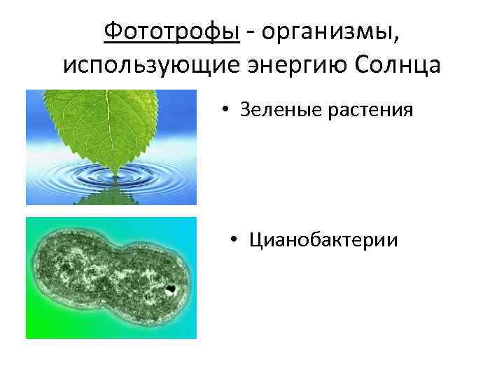 Фототрофы организмы, использующие энергию Солнца • Зеленые растения • Цианобактерии 