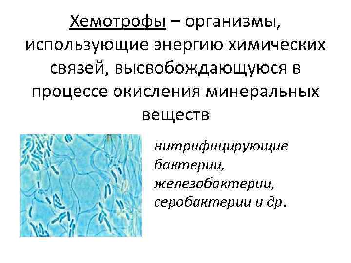 Хемотрофы – организмы, использующие энергию химических связей, высвобождающуюся в процессе окисления минеральных веществ нитрифицирующие