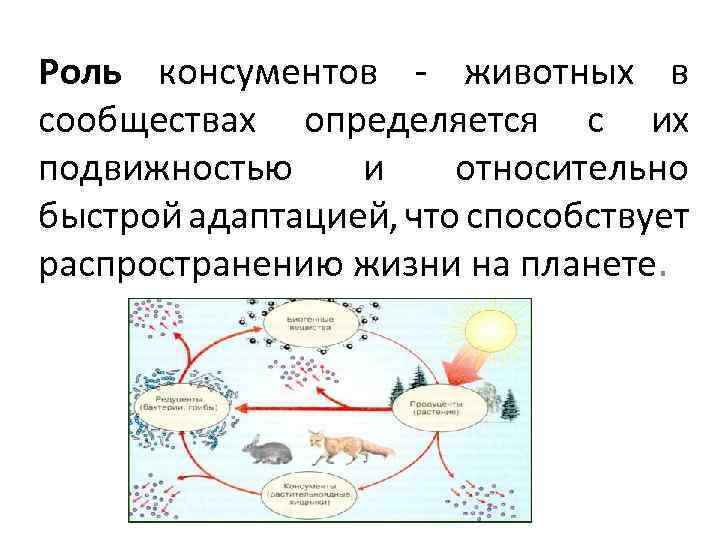 Роль организмов консументов в экосистеме