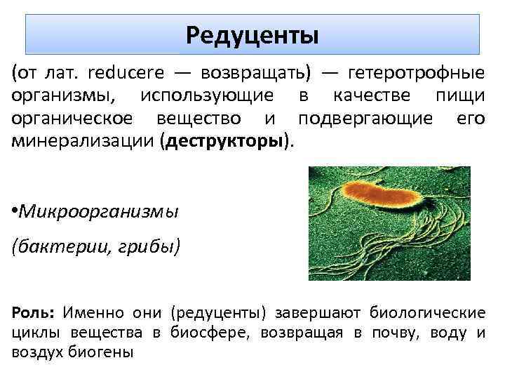 Редуценты (от лат. reducere — возвращать) — гетеротрофные организмы, использующие в качестве пищи органическое