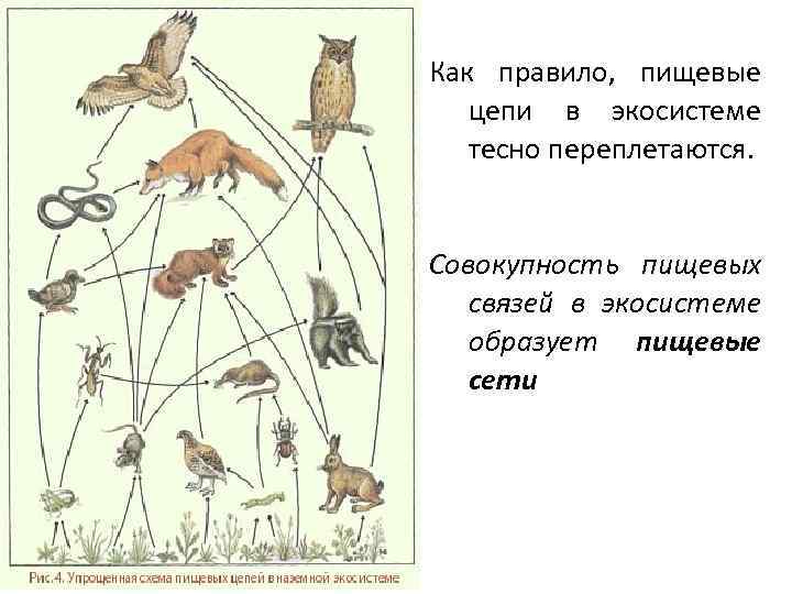 Какой организм в цепях питания экосистемы. Пищевые связи в экосистеме. Схема пищевых связей. Пищевая цепочка. Экосистема цепочка питания.