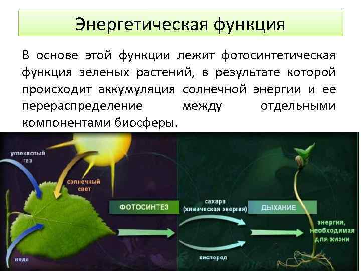 Энергетическая функция В основе этой функции лежит фотосинтетическая функция зеленых растений, в результате которой