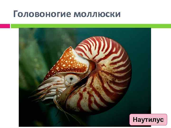 Головоногие моллюски Наутилус 