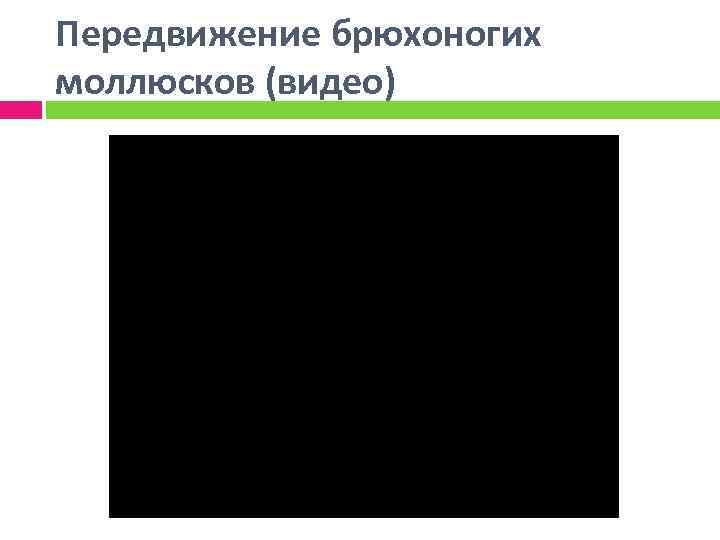 Передвижение брюхоногих моллюсков (видео) 