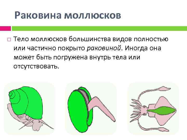 Строение покрова тела моллюсков. Тело большинства моллюсков.