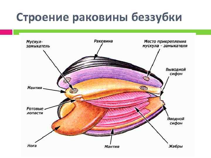 Строение раковины беззубки 