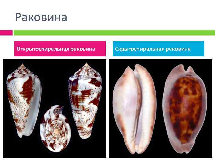 Раковина Открытоспиральная раковина Скрытоспиральная раковина 