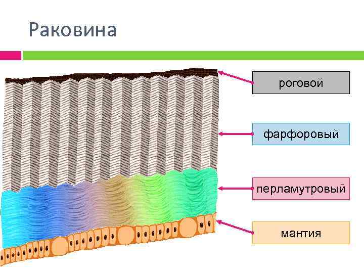 Раковина роговой фарфоровый перламутровый мантия 