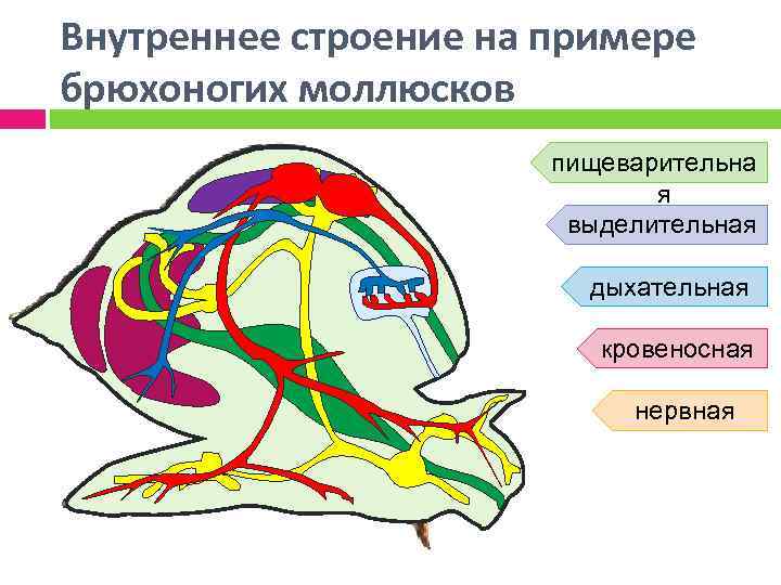 Пищеварительная система брюхоногих