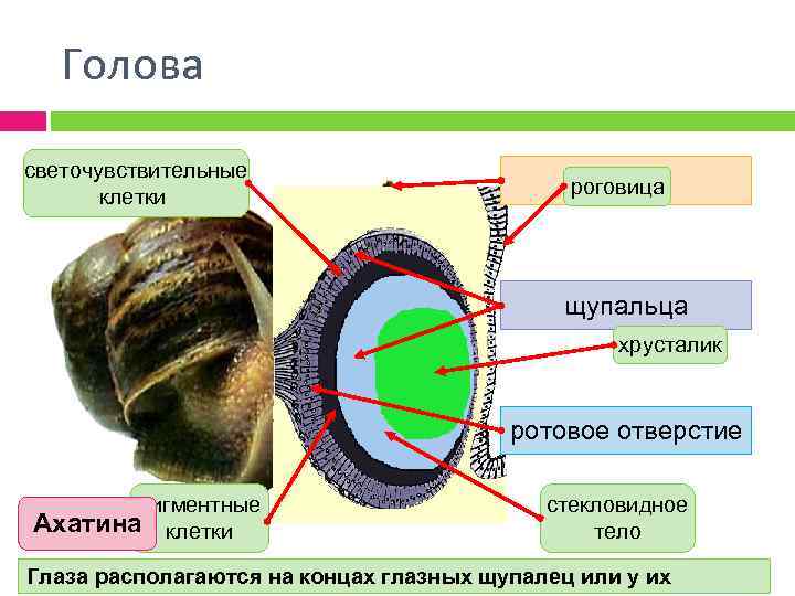 Голова светочувствительные клетки глаза роговица щупальца хрусталик ротовое отверстие пигментные Ахатина клетки стекловидное тело