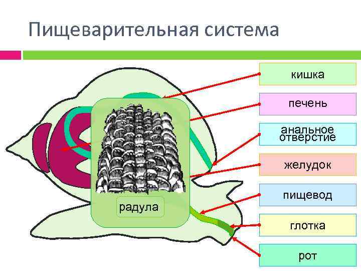 Пищеварительная система кишка печень анальное отверстие желудок радула пищевод глотка рот 