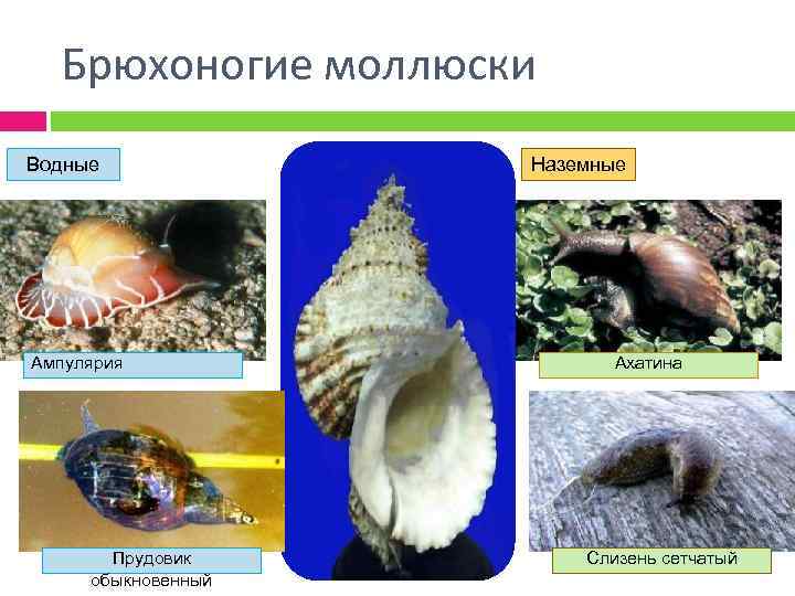 Представители класса брюхоногих моллюсков. Класс брюхоногие моллюски представители. Разнообразие брюхоногих. Водные брюхоногие моллюски. Представители типа моллюсков.
