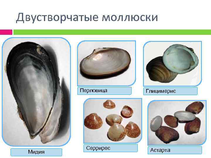 Представители двустворчатых моллюсков. Морские двустворчатые моллюски представители. Беззубка, перловица, мидии, устрицы, гребешки.. Мидия перловица. Двустворчатые примеры.