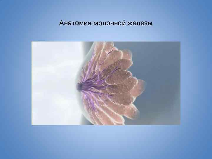 Анатомия молочной железы 