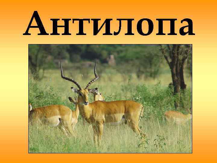 Антилопа 
