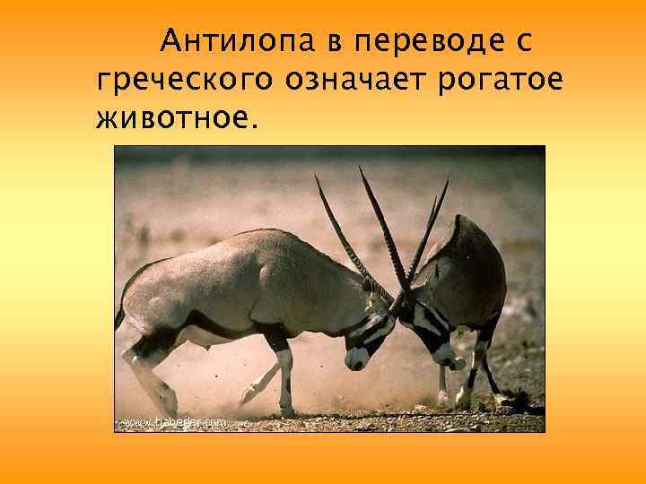 Антилопа в переводе с греческого означает рогатое животное. 