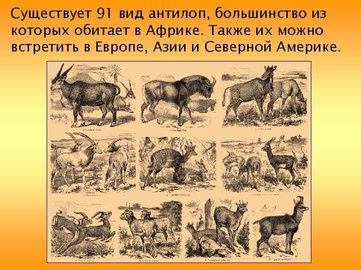 Существует 91 вид антилоп, большинство из которых обитает в Африке. Также их можно встретить