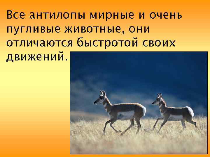 Все антилопы мирные и очень пугливые животные, они отличаются быстротой своих движений. 