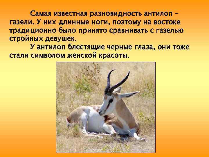 Самая известная разновидность антилоп – газели. У них длинные ноги, поэтому на востоке традиционно
