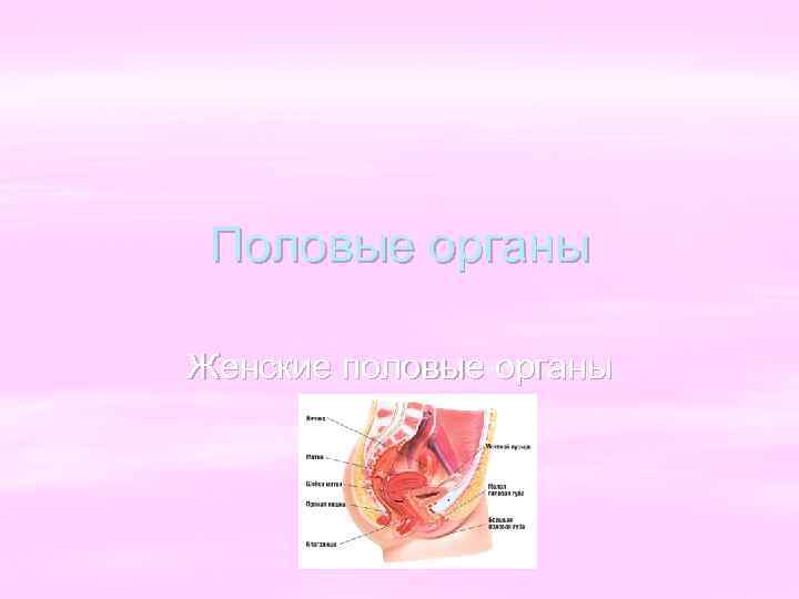 Половые органы Женские половые органы 