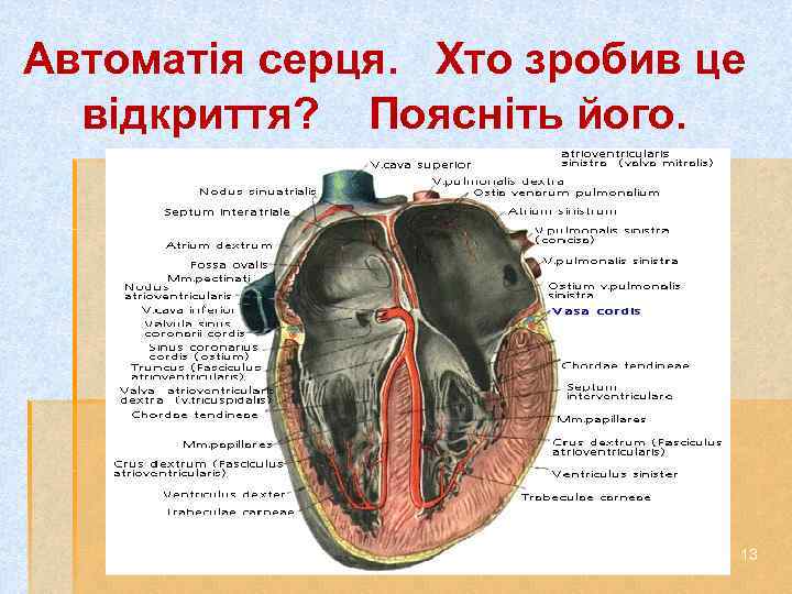 Автоматія серця. Хто зробив це відкриття? Поясніть його. 13 