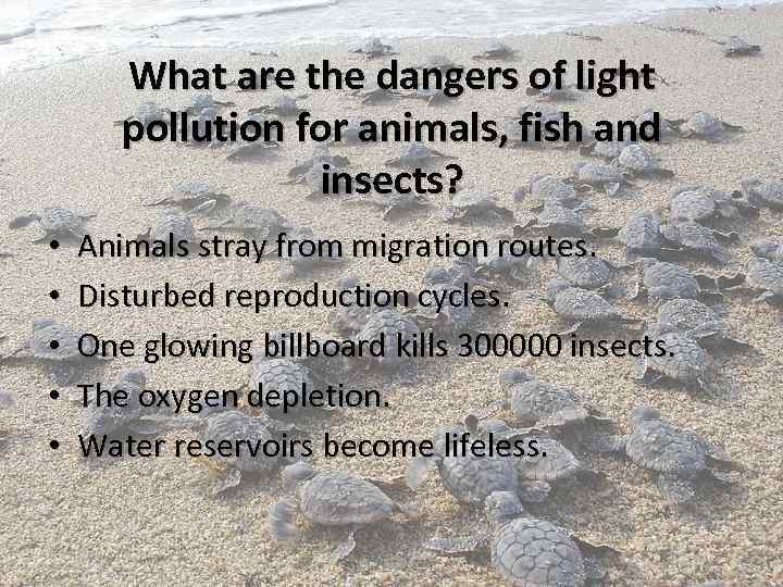 What are the dangers of light pollution for animals, fish and insects? • •