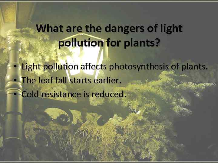 What are the dangers of light pollution for plants? • • • Light pollution