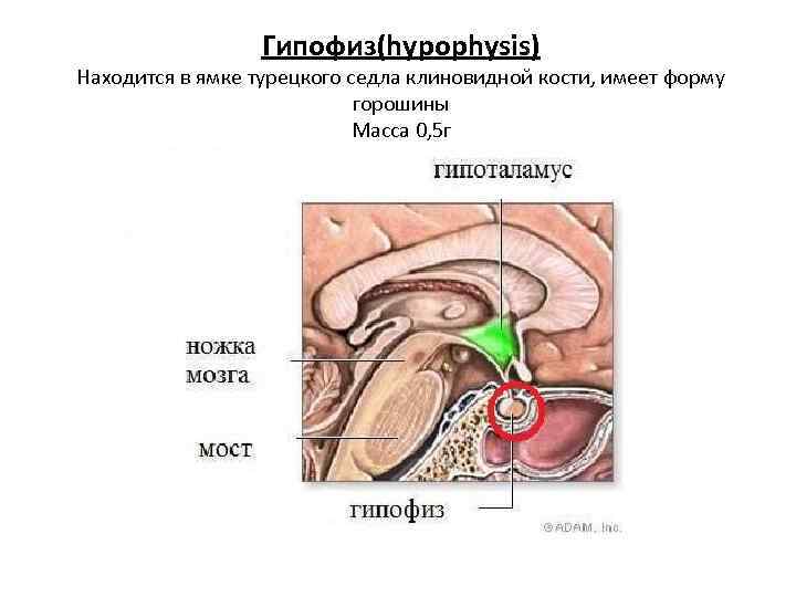 Гипофиз в турецком седле