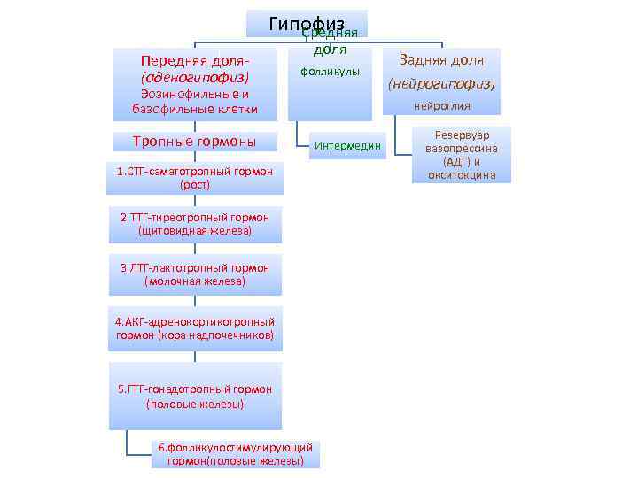 Гипофиз Средняя Передняя доля(аденогипофиз) доля фолликулы Эозинофильные и базофильные клетки Тропные гормоны Задняя доля