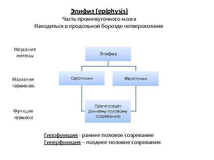 Эпифиз (epíphysis) Часть промежуточного мозга Находиться в продольной борозде четверохолмия Название железы Названия гормонов