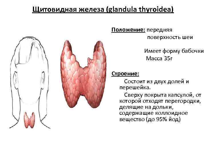 Щитовидная железа (glandula thyroidea) Положение: передняя поверхность шеи Имеет форму бабочки Масса 35 г