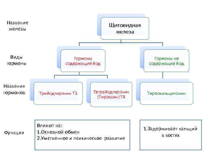 Название железы Виды гормоны Названия гормонов Функции Щитовидная железа Гормоны содержащие йод Трийодтиронин Т